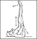 Yogasana Images